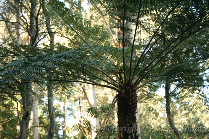 Tree fern gully, Pirianda Gardens IMG_7024.JPG